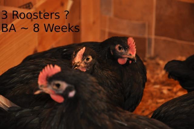 74092_ba_roosters_8wks_scaled.jpg