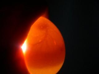 74138_egg2.jpg