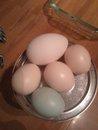 74138_mullet_and_princess_first_eggs.jpg