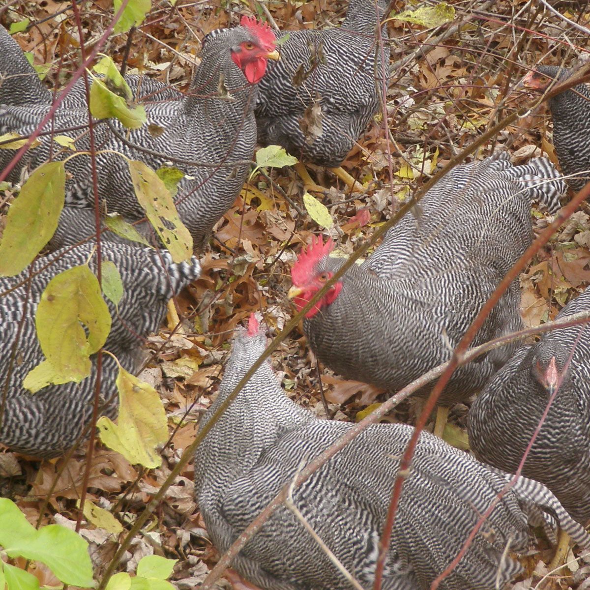 74169_chickens.jpg