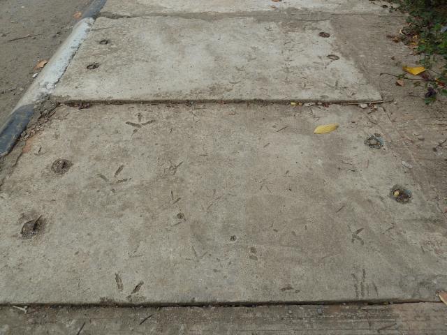 7422_p1040559.jpg