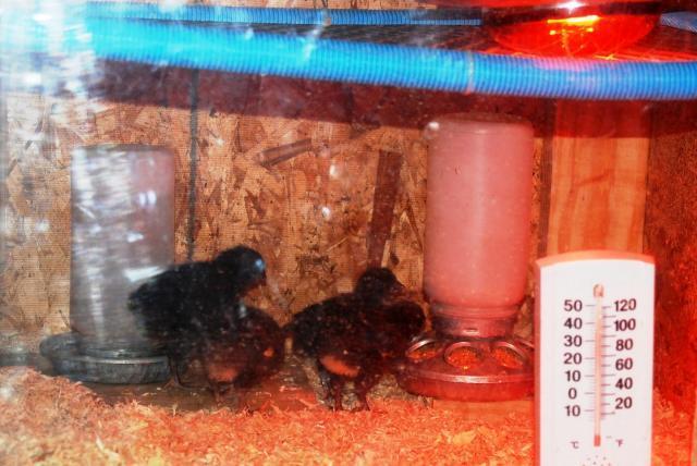 74276_inside_brooder.jpg