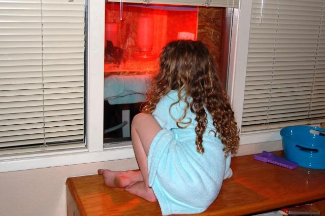 74276_stella_watching_brooder.jpg