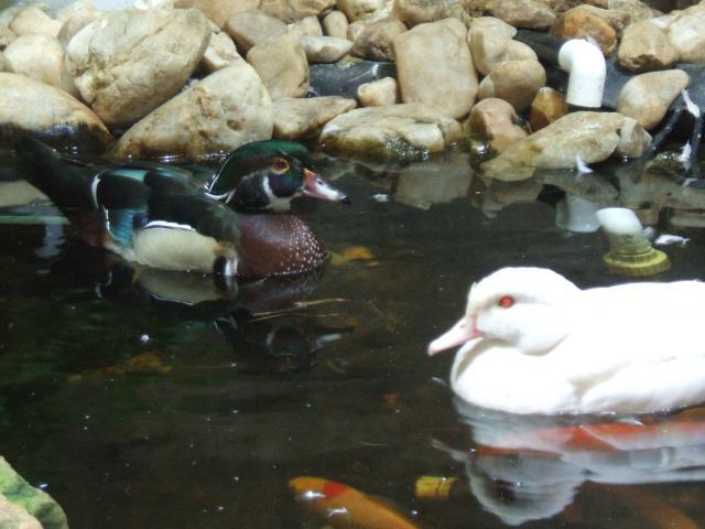 74389_ducks.jpg