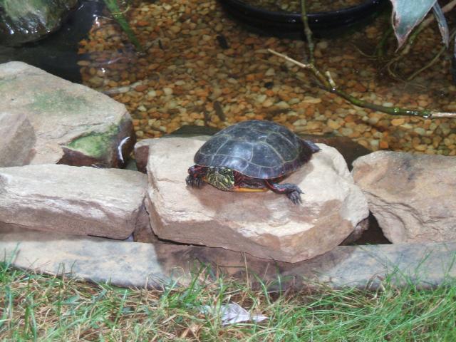 74389_turtle.jpg