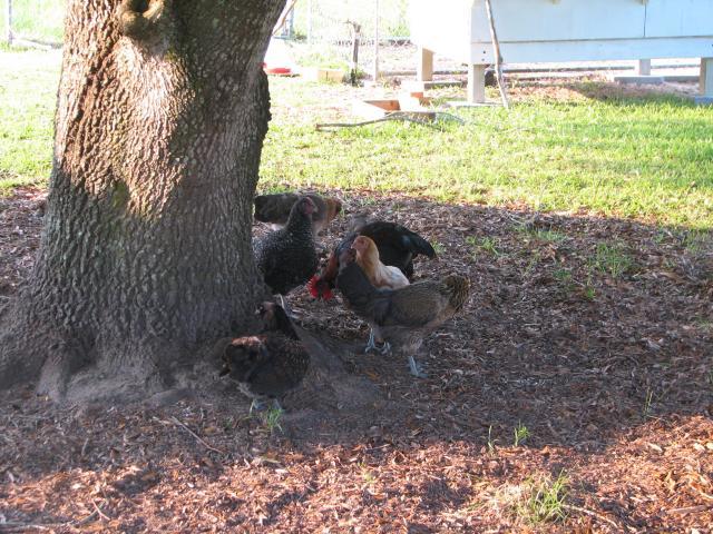 74490_img_4887.jpg