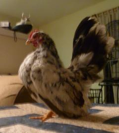 74545_chicks_027.jpg