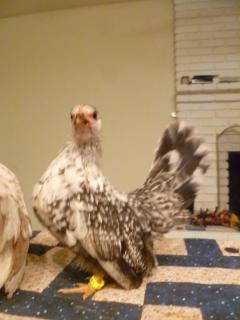 74545_chicks_032.jpg