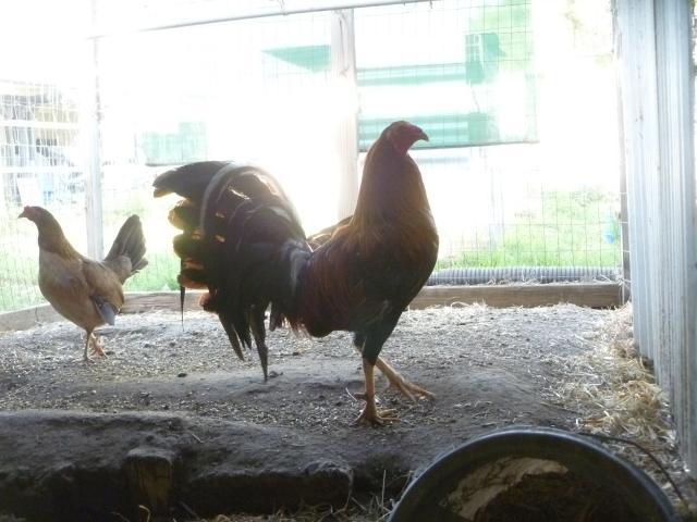 74545_p1060214.jpg