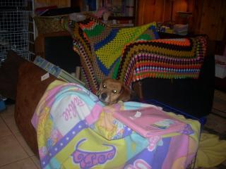 74613_pillow_fort.jpg