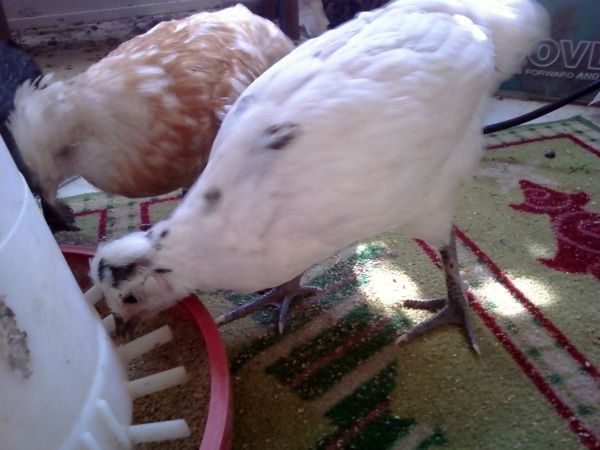 74675_speckle_pullet_and_roo.jpg