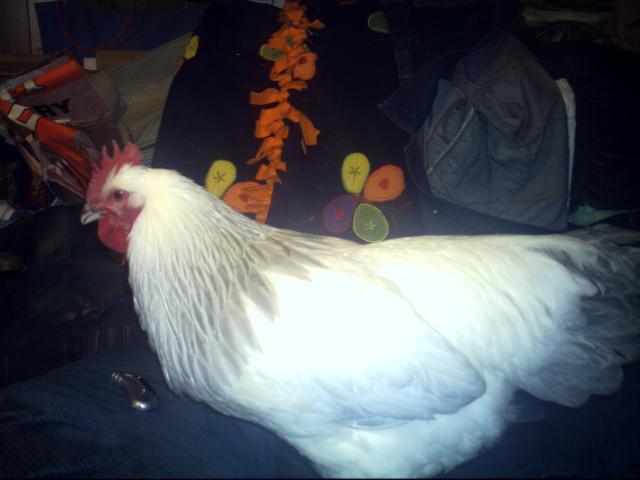74720_chickens_002.jpg