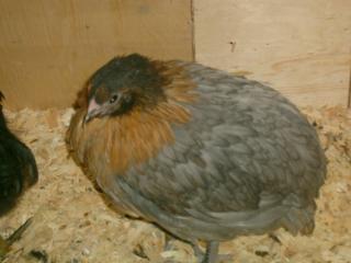 74725_hen1.jpg