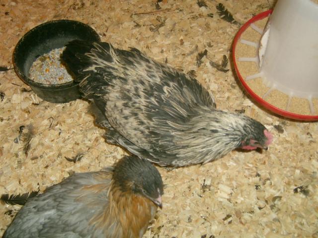 74725_hen12.jpg