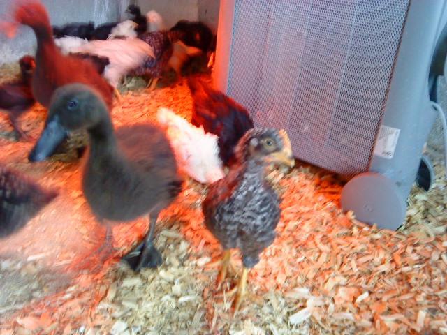 74741_chicks_2010_barred_3.jpg