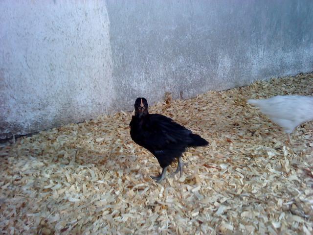 74741_chicks_2010_black_2.jpg