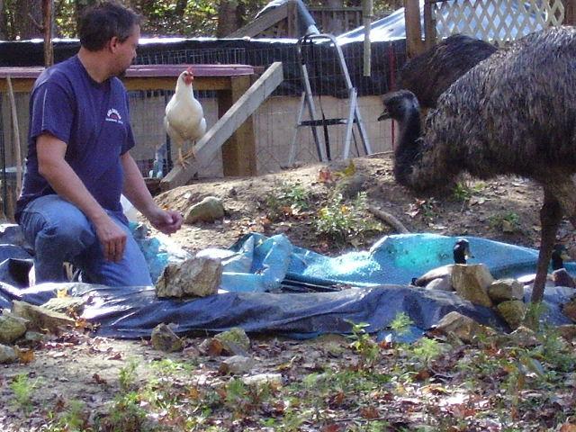 74752_goats_emus_and_goos_002.jpg