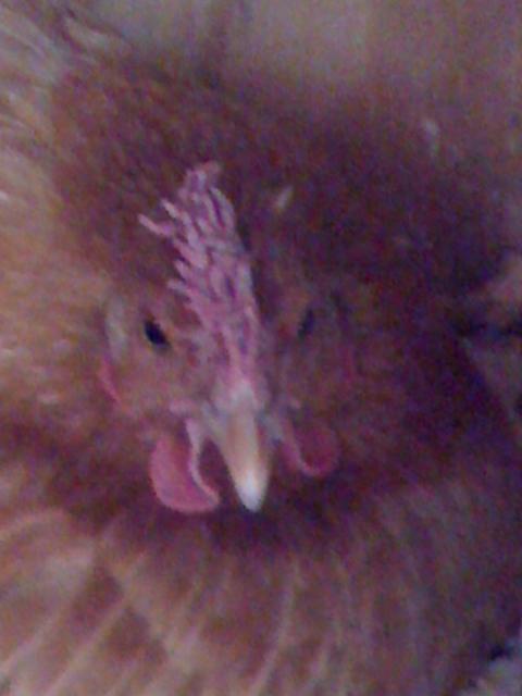 74804_chicken_pics_038.jpg