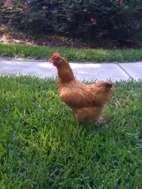 74804_chicken_pics_152.jpg