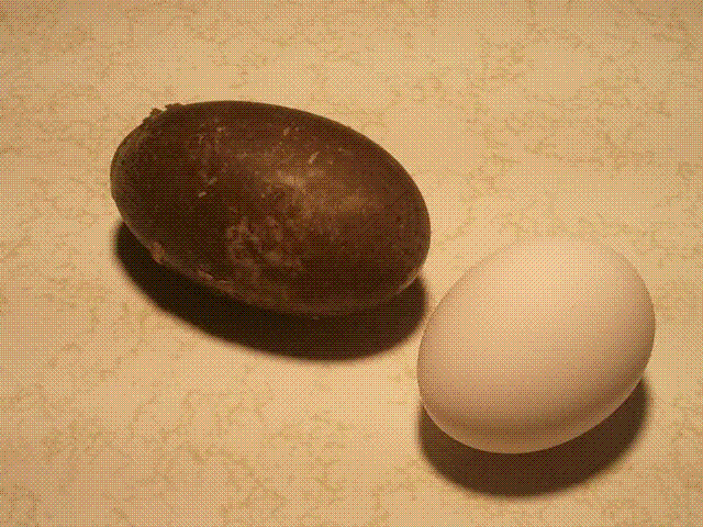 74807_first_egg2.gif