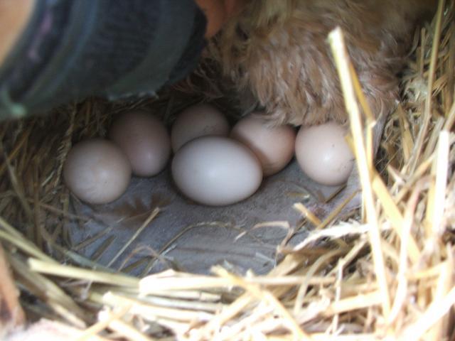74819_chickens_009.jpg