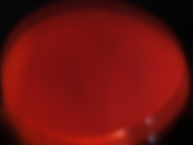 74819_chickens_034.jpg