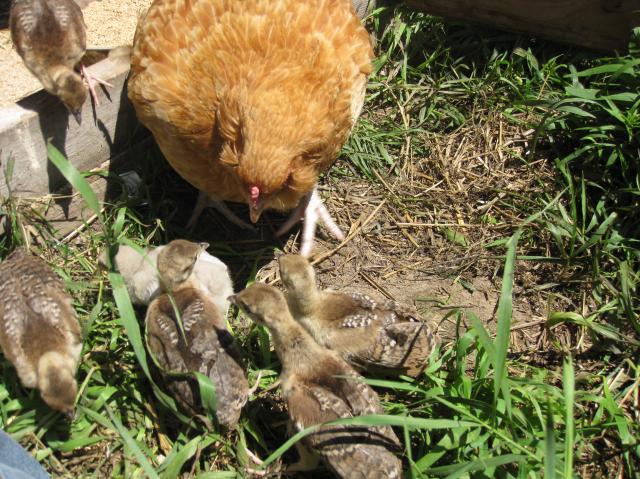 74819_chickens_050.jpg