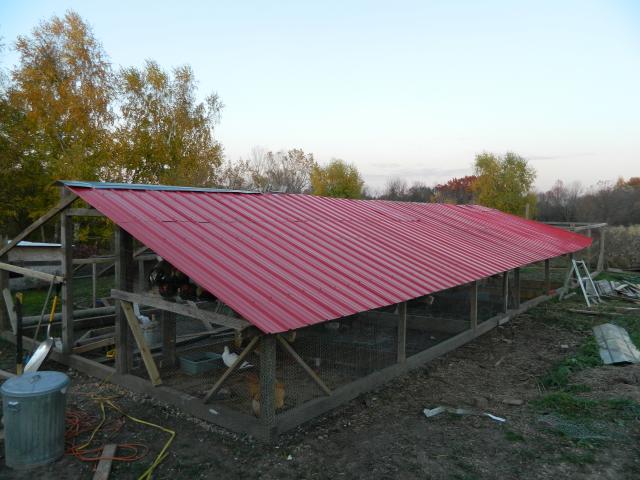 74819_chickens_343.jpg