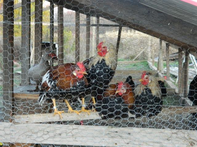 74819_chickens_344.jpg