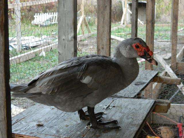 74819_chickens_353.jpg