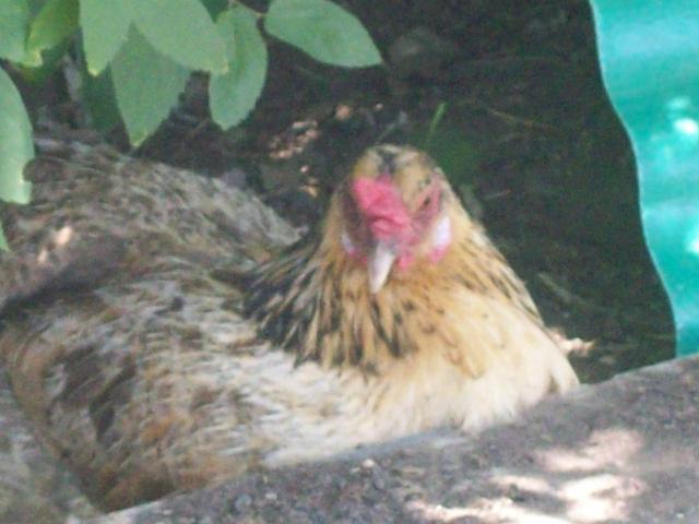 7484_chickens_007.jpg