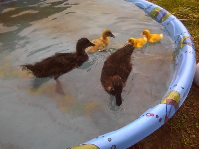 7484_pool.jpg