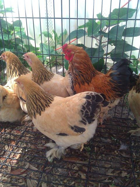 74850_banbuffbrahmas3.jpg