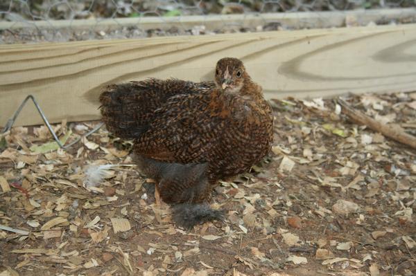 7486_hillary_hen.jpg