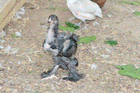 7486_ugly_chicken.jpg