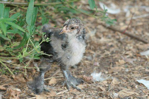 7486_ugly_chicken_2.jpg