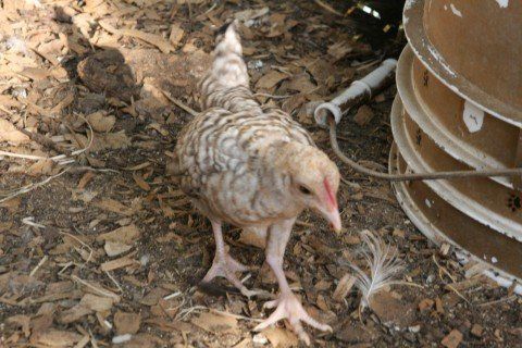 7486_unknown_5.jpg