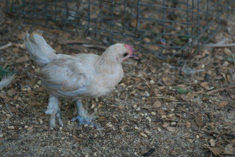 7486_unknown_chick.jpg