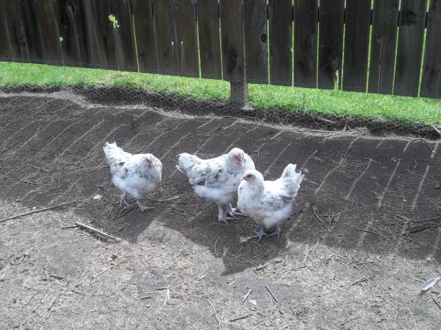 74873_april_chickens_001.jpg