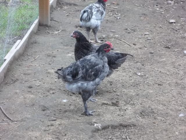 74873_april_chickens_002.jpg