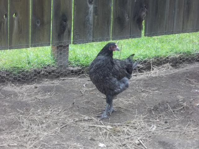 74873_april_chickens_003.jpg