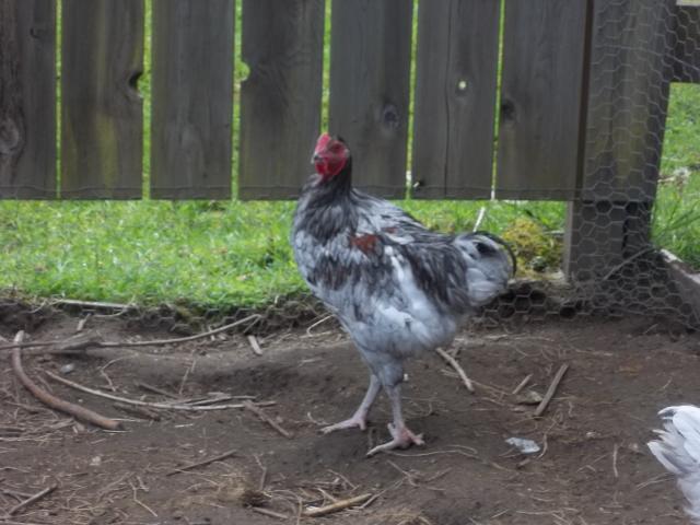74873_april_chickens_004.jpg