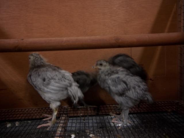74873_blue_splash_birds_006.jpg