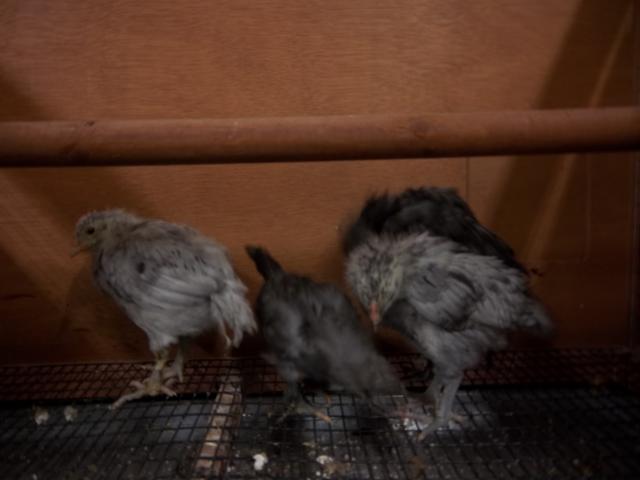 74873_blue_splash_birds_007.jpg