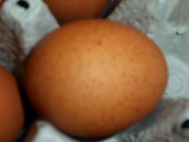 74873_eggs_003.jpg