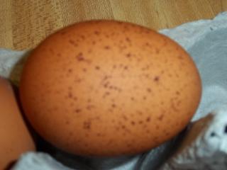 74873_eggs_004.jpg