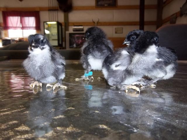 74873_feb_chiks_march_chiks_tippi_001.jpg