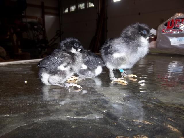 74873_feb_chiks_march_chiks_tippi_002.jpg