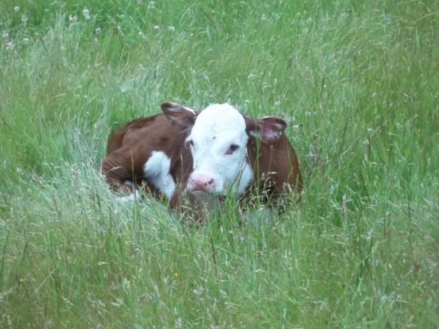 74873_new_calf_momma_001.jpg