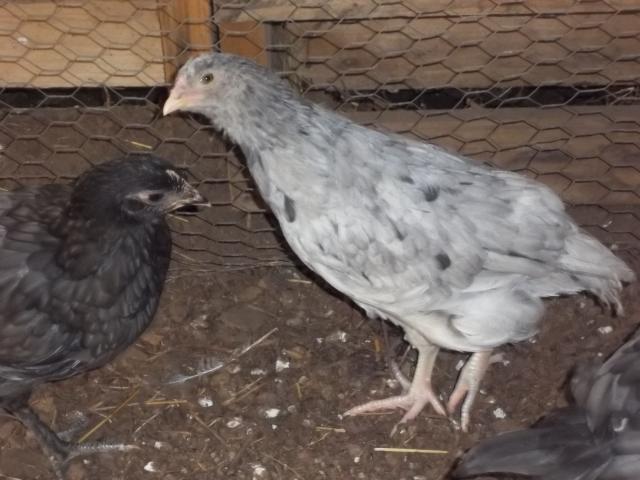 74873_pigs_-n-_chicks_004.jpg